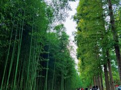 -黄海国家森林公园