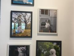 -翊宠yipet猫狗购宠庄园犬舍•猫舍