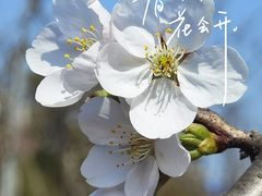 -顾村公园
