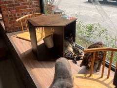 -豆逗聊愈猫阁Easy Life