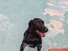 -帕帕拉兹宠物(亚洲旗舰店)