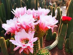 -南通洲际绿博园