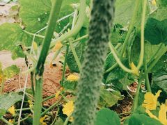 -庞各庄翠芳园西瓜蔬菜基地采摘园