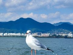 -海埂大坝
