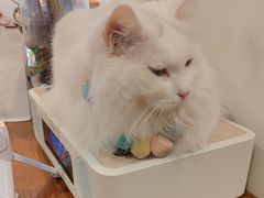 -有猫主题·治愈系猫咖(曾厝垵店)