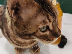 -安格丽娜·狗咖·猫咖羊驼咖(春熙路百盛商场店)