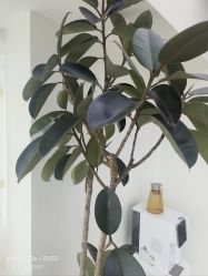 -HEYAN荷妍专业脱毛连锁机构