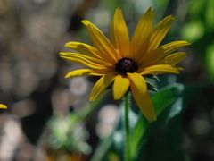 -合肥滨湖国家森林公园