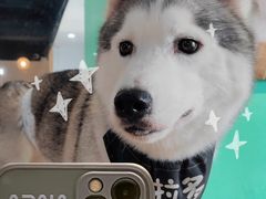 -Husky Go! 哈士奇体验馆·宠物咖啡厅狗咖