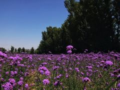 -金塔沙漠胡杨林景区