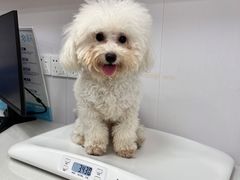 -博特宠物医院24h犬猫全科.骨科·异宠