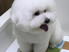 -瑞鹏宠物医院·宠保定点·心脏科·内科(御桥分院)