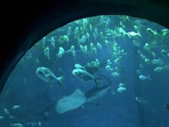 -烟台海昌鲸鲨海洋公园