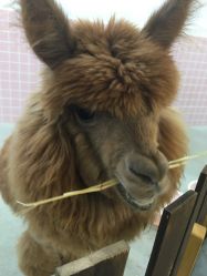 -Moni星球萌宠·小马宝莉·灵蛇·高端高阶全萌宠互动体验俱乐部(红豆国际广场店)