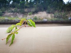 -延安杨家岭革命旧址