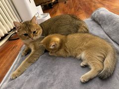 -中农国际动物医院24小时·猫科·骨科·急重症中心