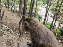 -黔灵山公园