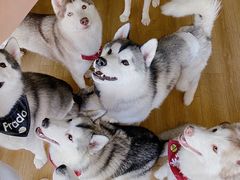 -Husky Go! 哈士奇体验馆·宠物咖啡厅狗咖