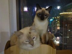 -喵店&猫咖