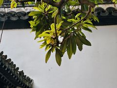 -南京市民俗博物馆(甘熙故居)