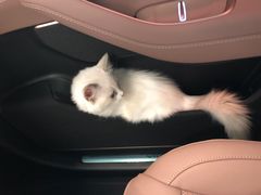 -lincat·猫舍(广州店)