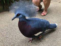 -新加坡飞禽公园