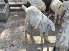 -前小桔亲子创意农场·草莓采摘·露营烧烤