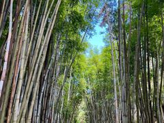 -黄埔油麻山森林公园