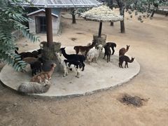 -大连森林动物园