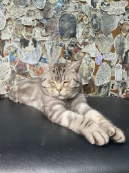 -幸运7纹身刺青Lucky7tattoo