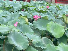 -莲池书院博物馆