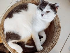 -Cappucimeow猫咪咖啡馆(韦伯时代店)