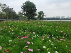 -海珠湖公园
