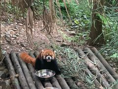 -都江堰中华大熊猫苑