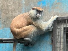 -青藏高原野生动物园