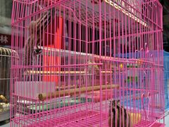 -苏州市皮市街花鸟工艺品市场