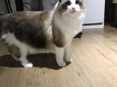 -东方名猫馆·英短金渐层布偶猫舍(环线广场1号楼店)