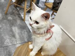 -楼上猫咖(罗湖店)
