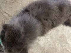 -浣熊柯尔鸭土拨鼠·电玩咖