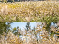 -野鸭湖国家湿地公园