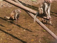 -西双版纳原始森林公园