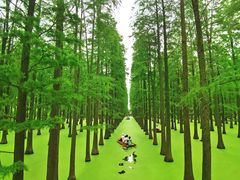 -渌洋湖湿地公园