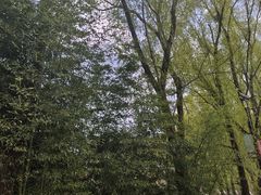 -王顺山国家森林公园