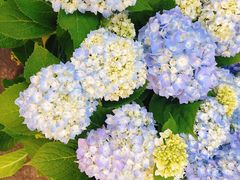 -循礼门鲜花花市(武汉循礼门店)