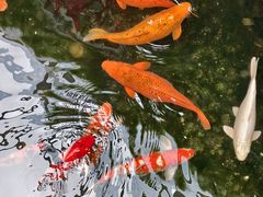 -广州白天鹅宾馆