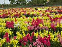 -春花秋色城市公园