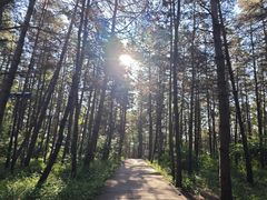 -帽儿山国家森林公园