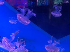 -左海海底世界