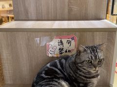 -藏猫猫咖啡主题馆(中央大道店)