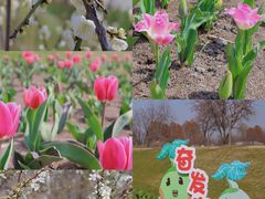 -上海辰山植物园